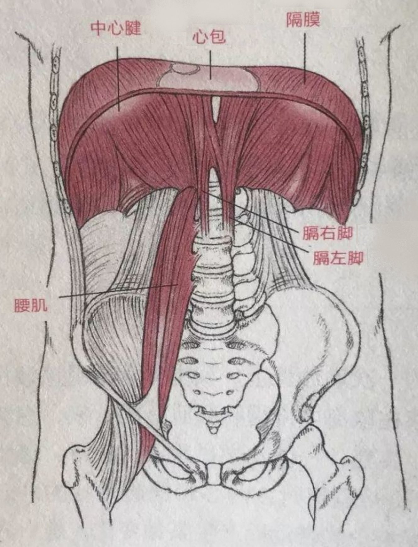 Illustration du diaphragme