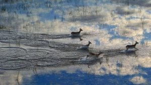 Cobe de Lechwe courants dans la plaine inondable du delta de l'Okavango au Botswana, photographie de Sergey Gorshkov