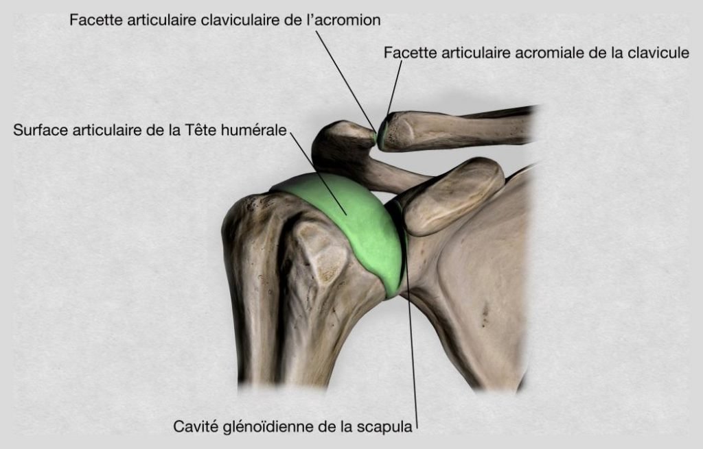 Les surfaces articulaires de l'articulation de l'épaule