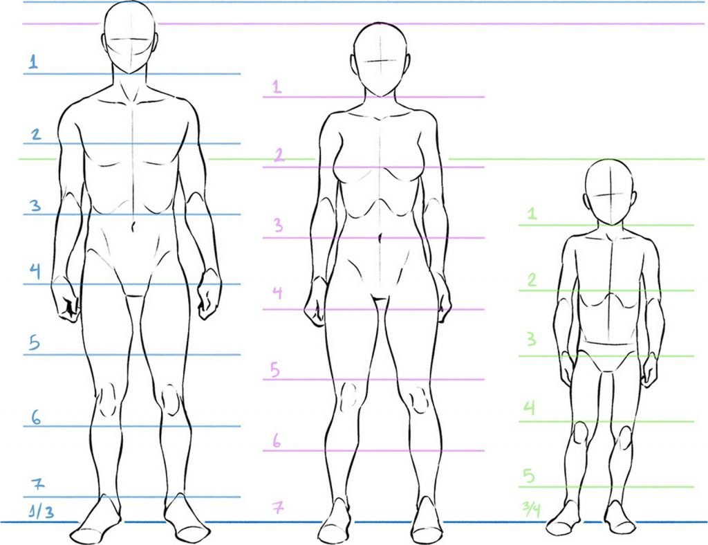 Proportions anatomiques, illustration de Eridey