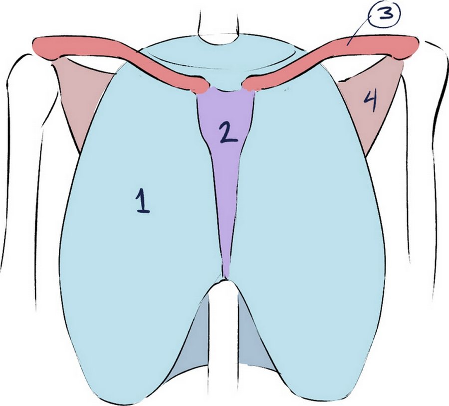 Rachis dorsal , sternum , clavicules , illustration de Eridey