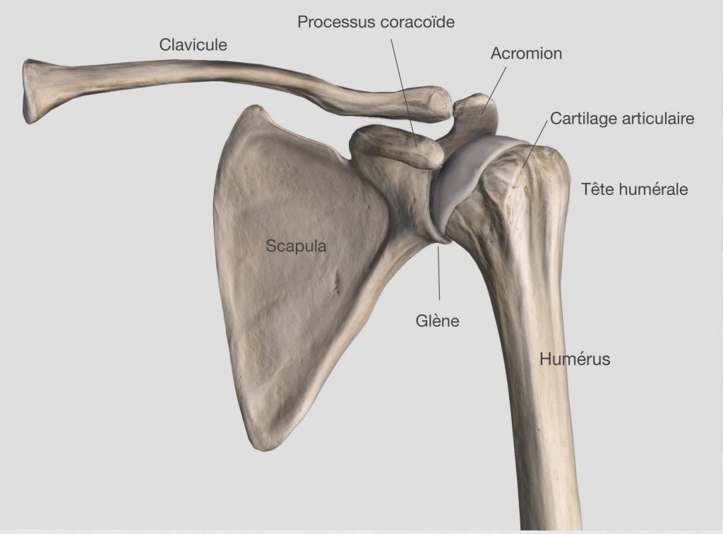 Illustration de l'épaule osseuse