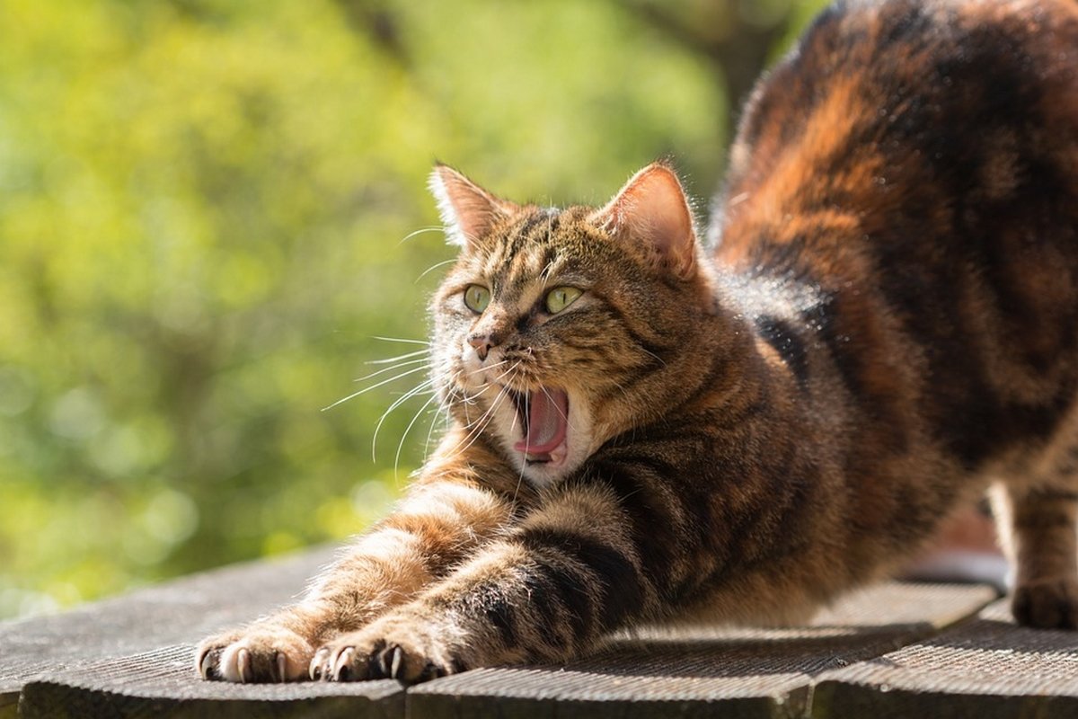 Photographie d'un chat qui baille et s'étire