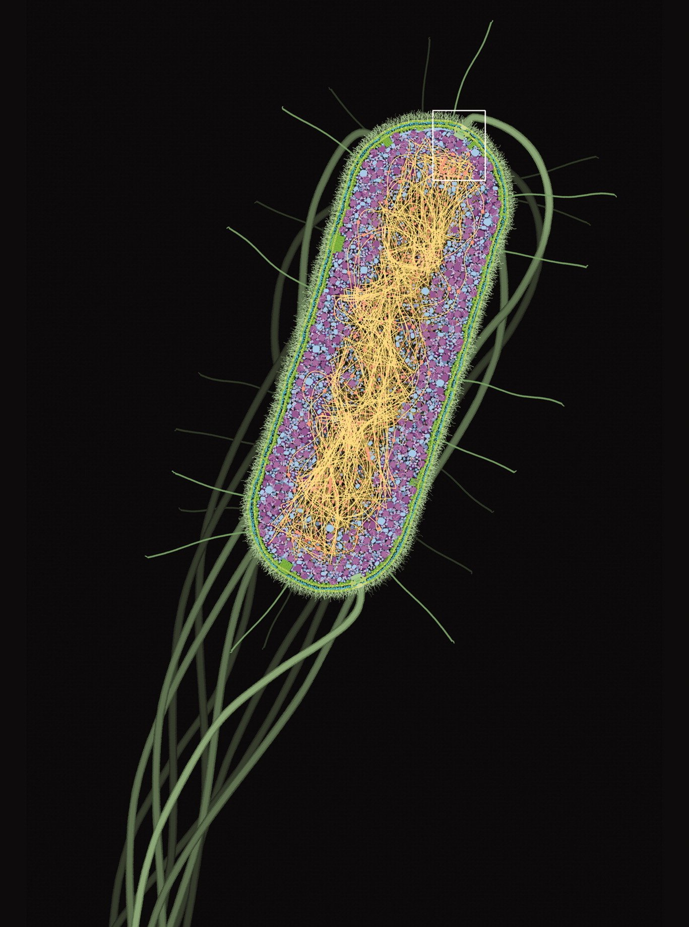 Coupe transversale d'une cellule entière d'Escherichia coli, illustration de David S. Goodsel