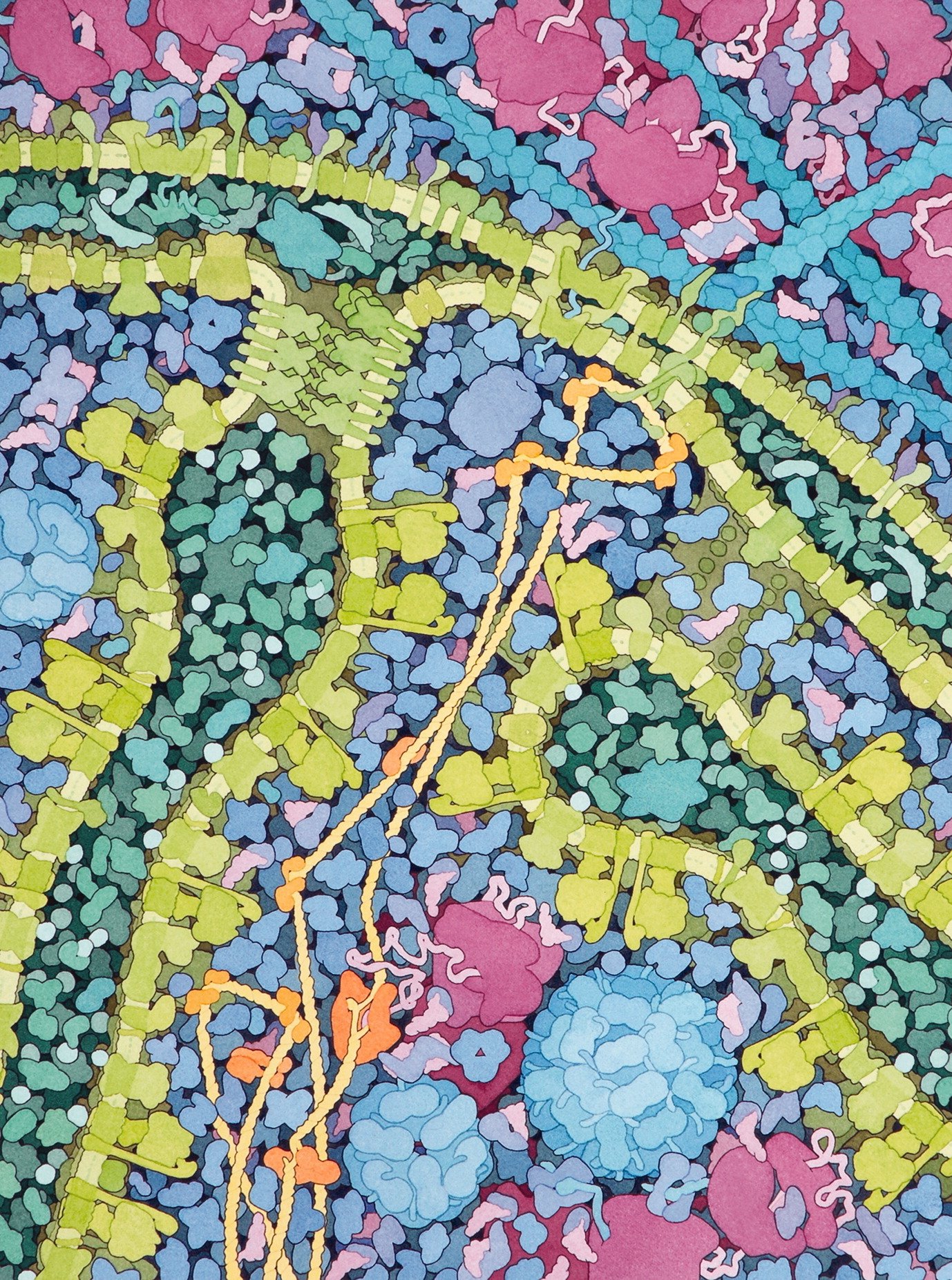 Coupe transversale d'une mitochondrie à un grossissement de 1 000 000 ×, David S. Goodsell