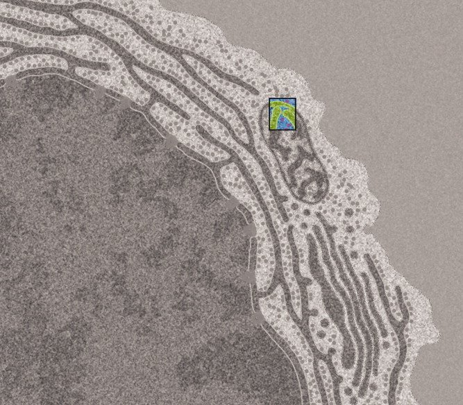 Coupe transversale simulée à travers une cellule eucaryote, illustration de David S. Goodsell