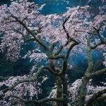 Fascination, photographie de de Katsuyoshi Nakahara, Japon