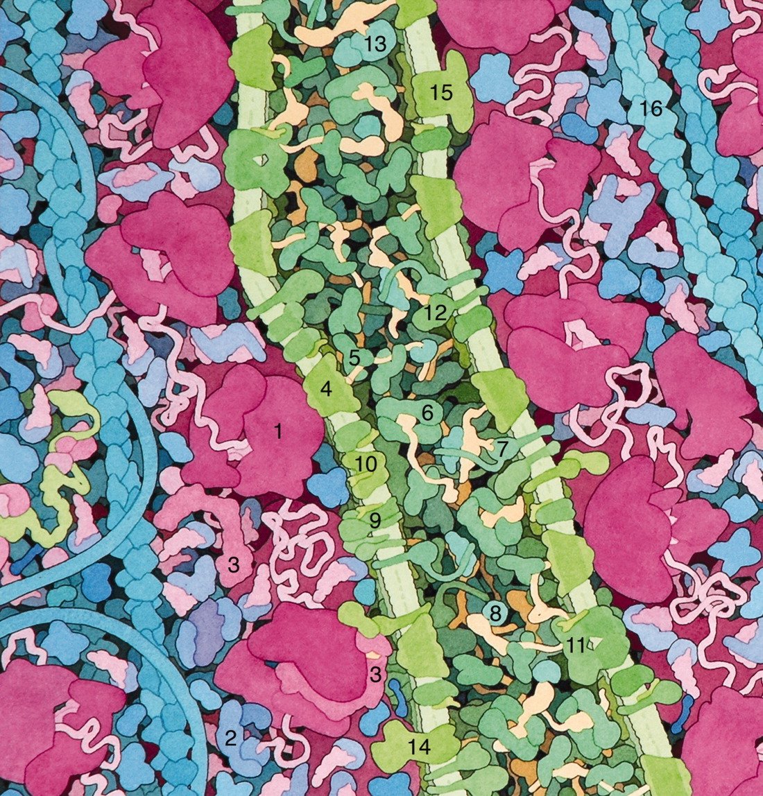 Réticulum endoplasmique, illustration de David S. Goodsell