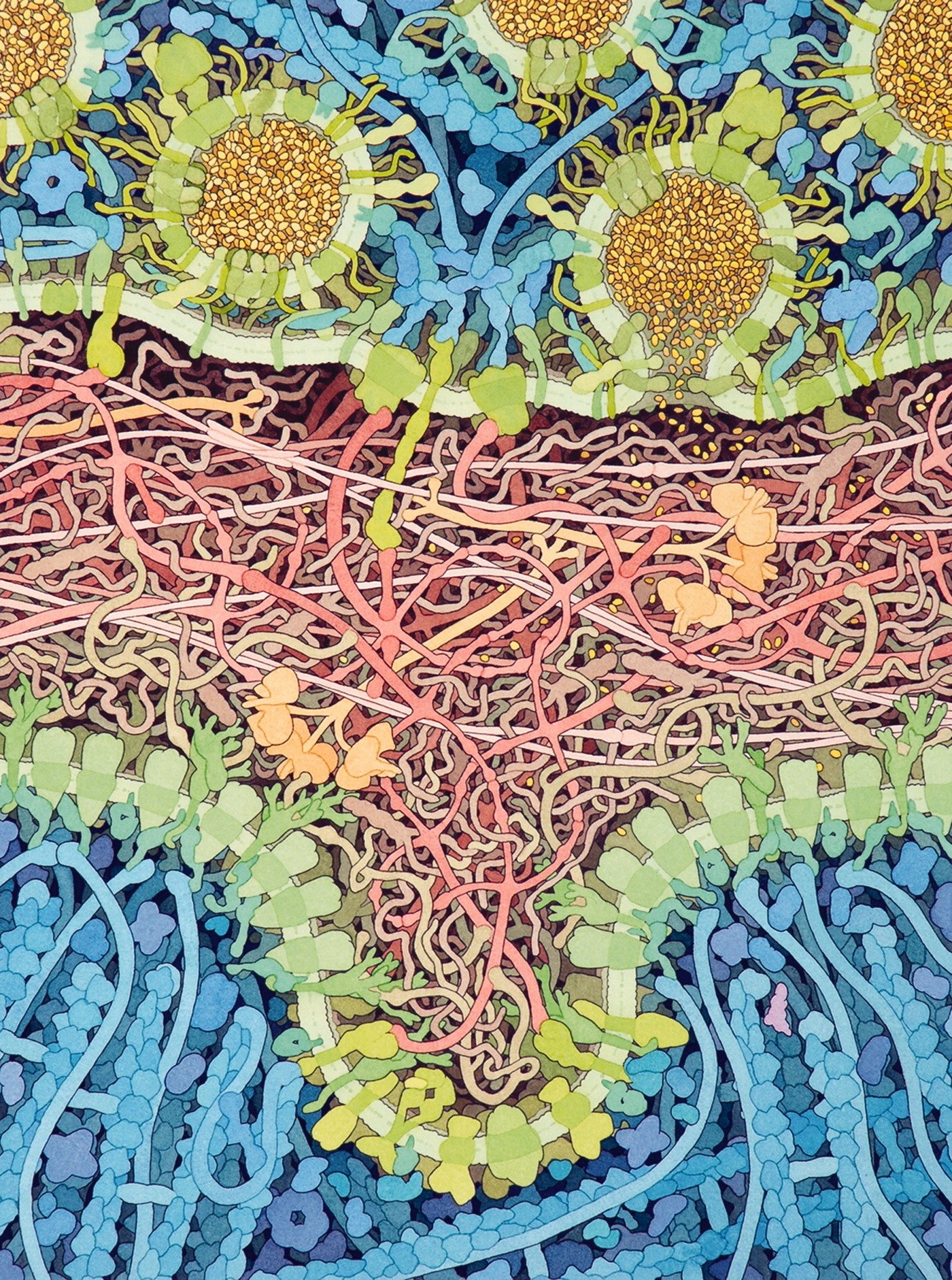 Illustration d'une synapse neuromusculaire, montrant toutes les macromolécules et l'acétylcholine à un grossissement de × 1 000 000, David S. Goodsell