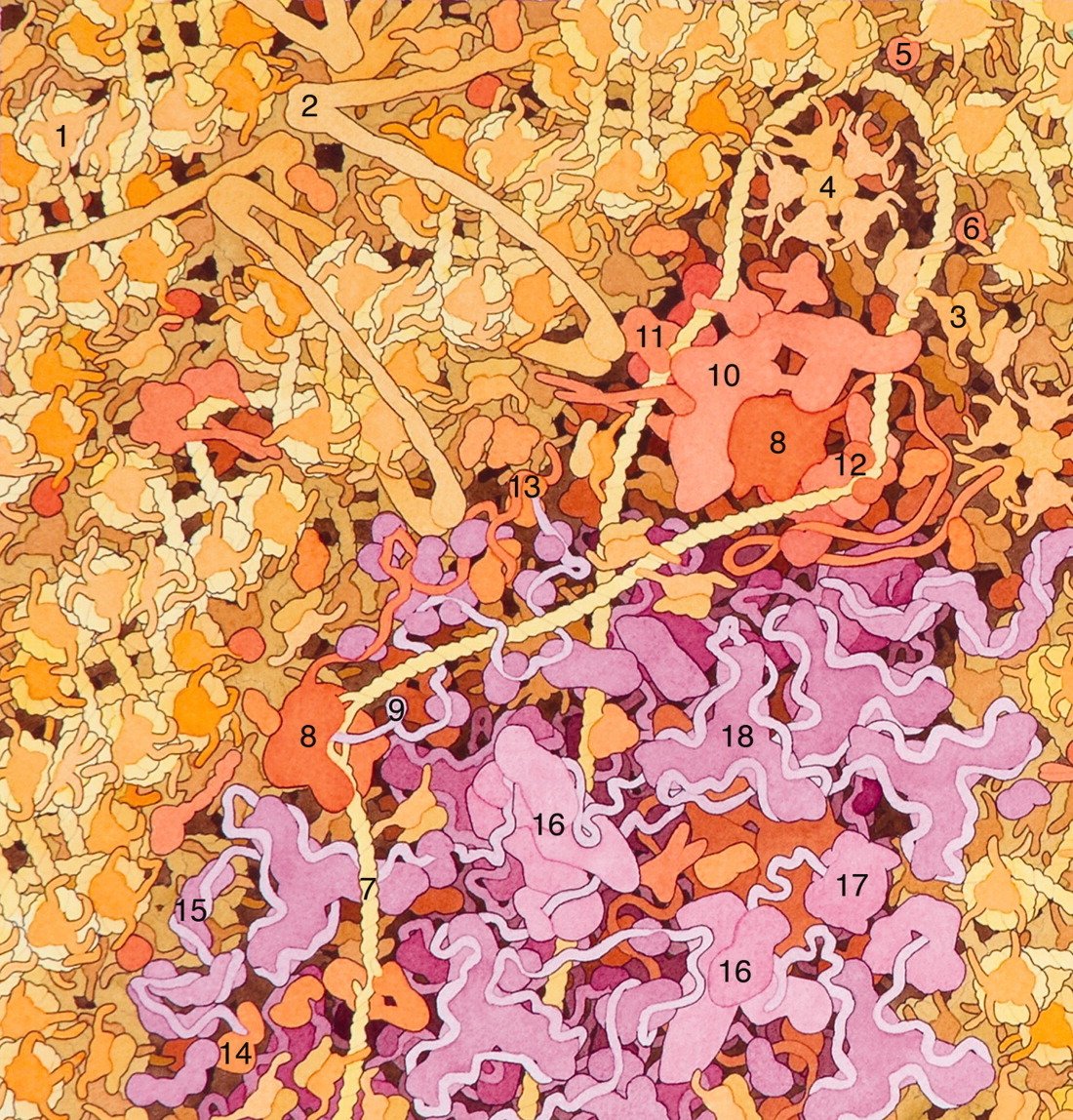 Transcription et traitement de l'ARN dans le noyau, illustration de David S. Goodsell