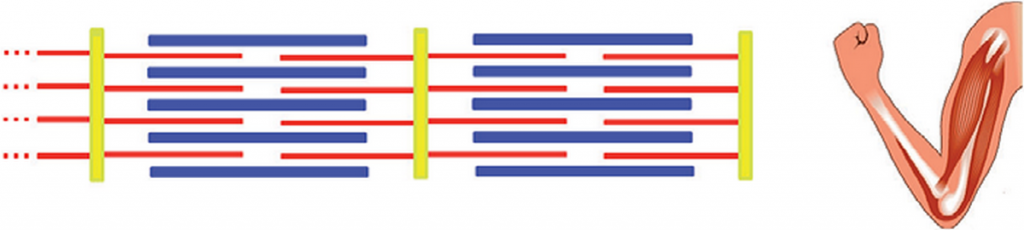 Illustration des sarcomère quand le muscle contracté