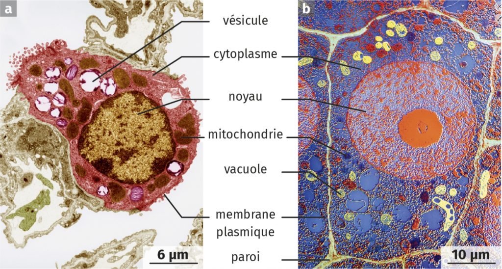 Illustration d'une Cellule pulmonaire animale et d'une cellule végétale de maïs