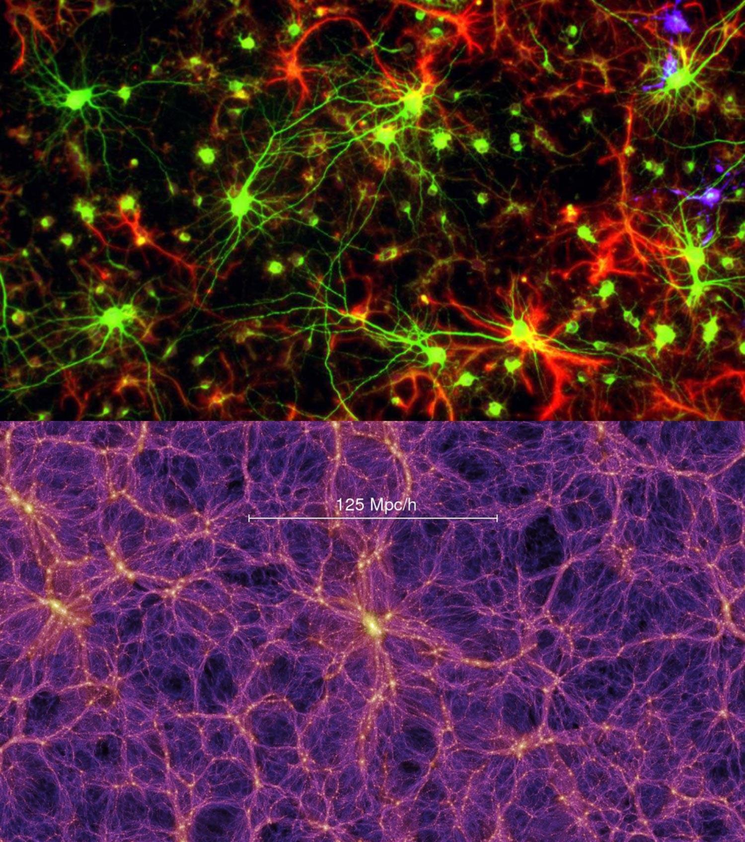 Neurones et cellules gliales, simulation de l'Univers observable