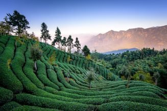 Plantation de thé à Taiwan