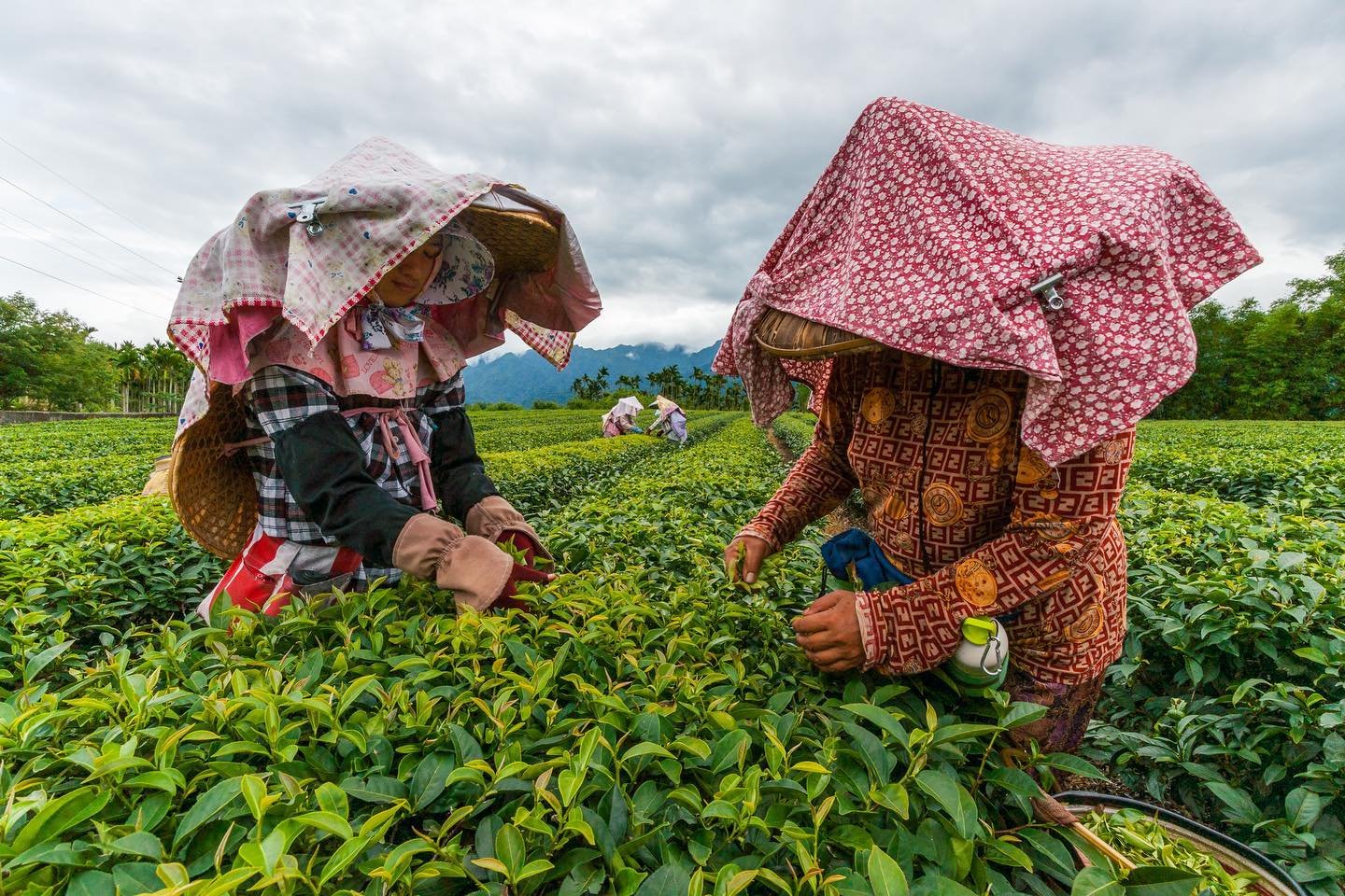 Lheure Du Thé à Taïwan Les Cueilleuses En Premier Plan Tiandi 