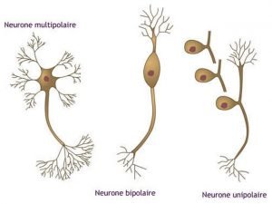 Les différents types de neurones