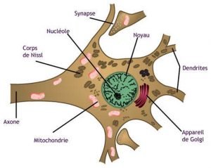 Schéma d'un neurone, détail
