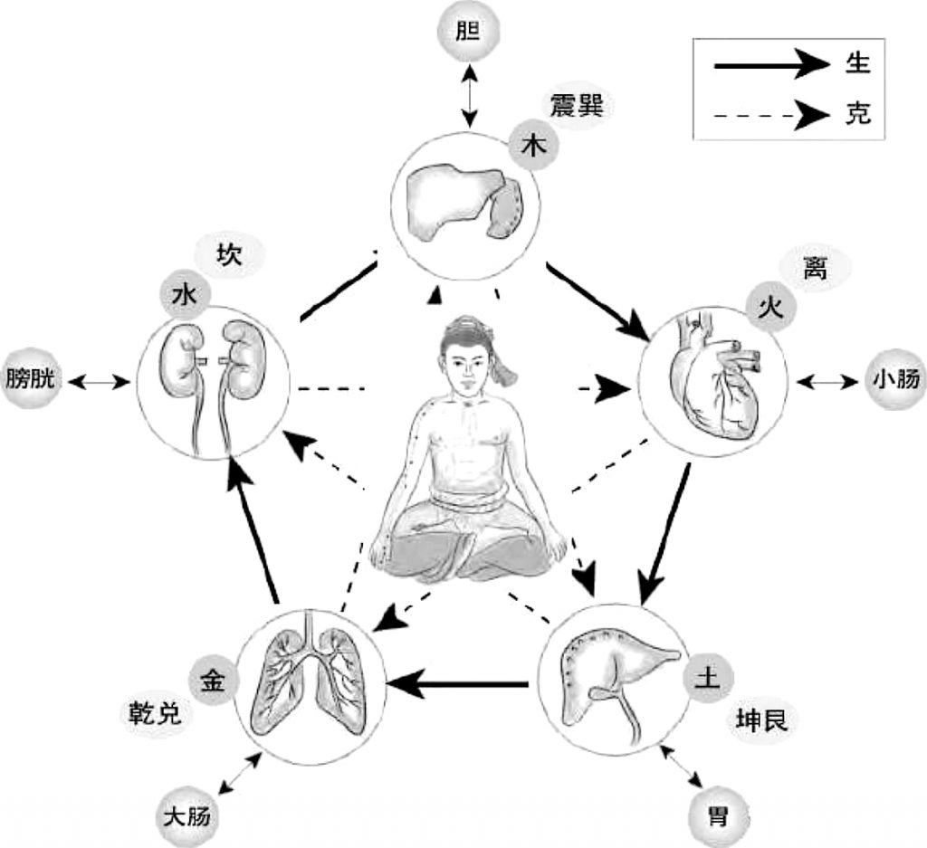 Illustration des cinq organes internes
