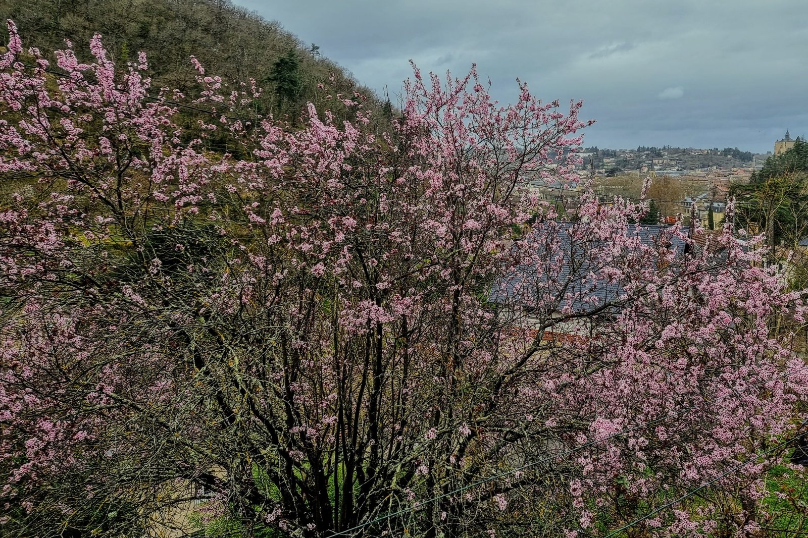 Cerisier en fleurs