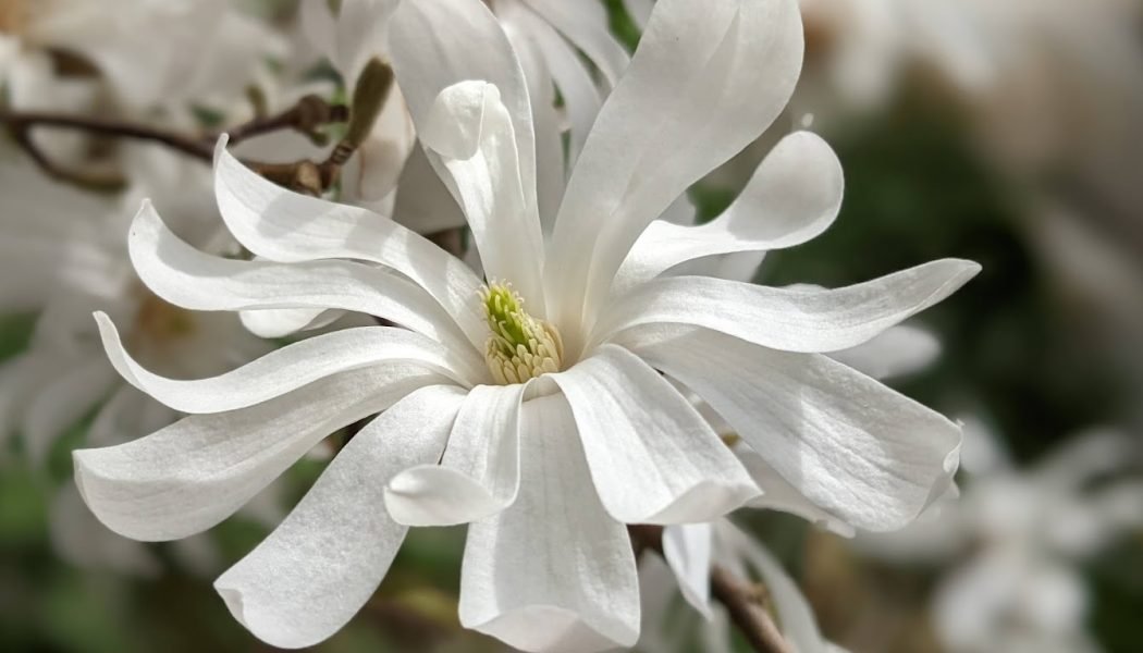 Fleur de magnolia stellata, photographie d'Isabelle Lepachelet
