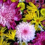 Une journée parfaite pour les chrysanthèmes réconforte les esprits