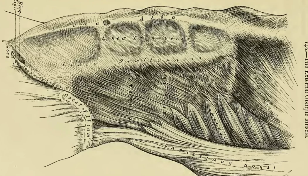 Le muscle oblique externe - Anatomy – Descriptive And Surgical, 1958