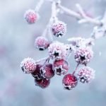 Fonds d'écran pour l'hiver, fruits sous la neige