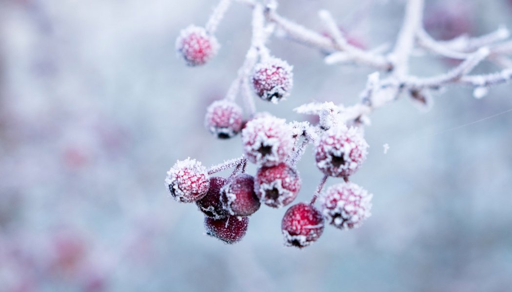 Fonds d'écran pour l'hiver, fruits sous la neige