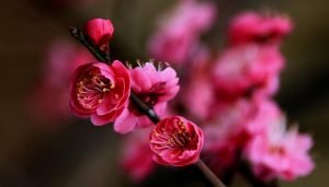 Fleurs de prunier épanouies dans le parc Baojia du comté de Shexian, dans la ville de Huangshan