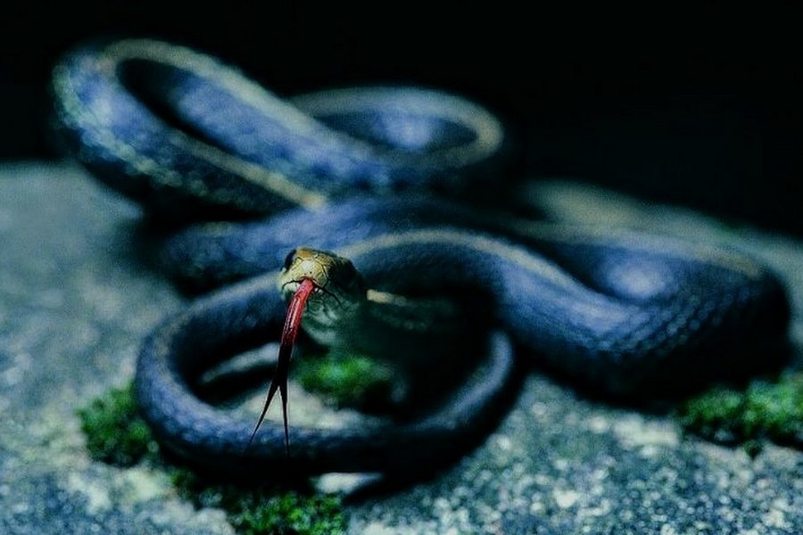 Photographie d'un serpent qui darde sa langue