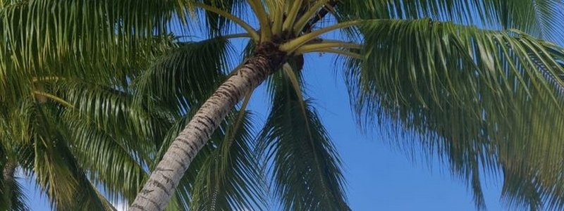 Palmes sur ciel bleu