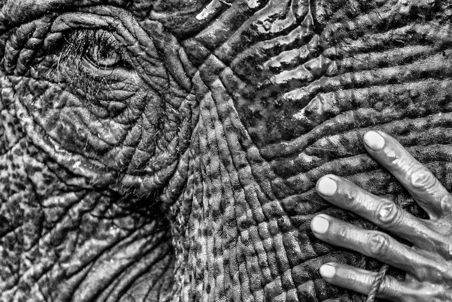 Des éléphants et des hommes, détail photographie de Jean-François Mutzig