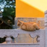 Les chats du temple Xiyuan