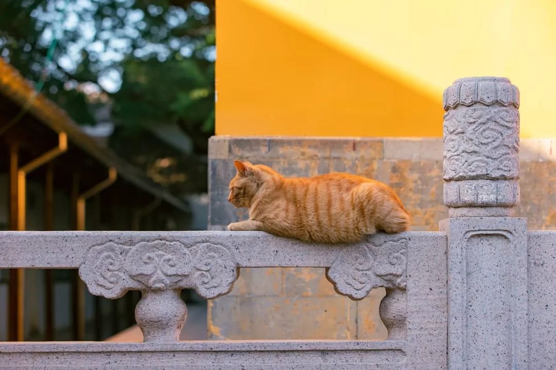 Les chats du temple Xiyuan