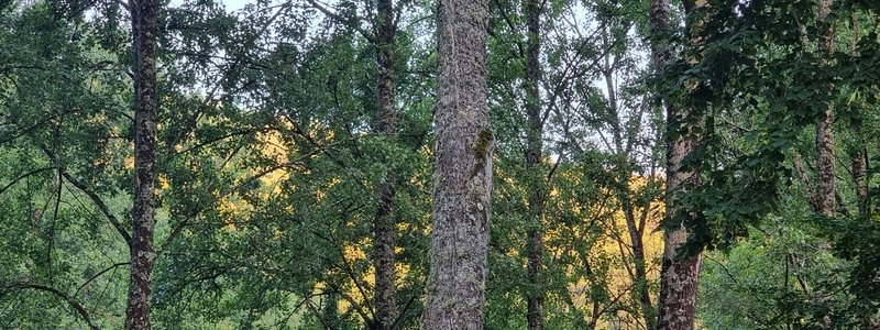 Les arbres de la Gasse