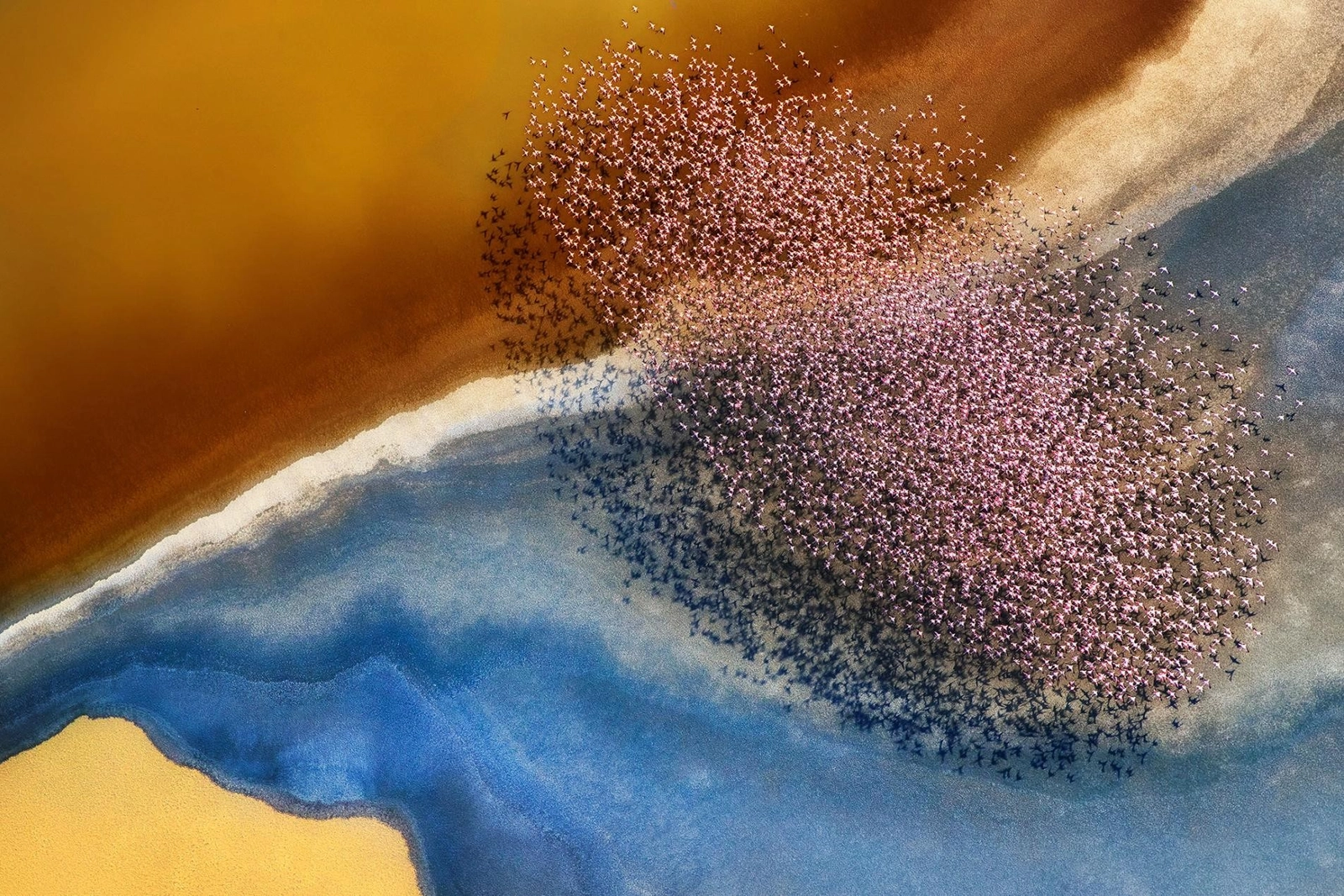 Flamants du lac Natron, photographies de Phillip Chang